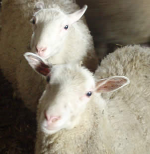 Suomenlampaan lisääntymiskyky on monilta osin ylivertainen verrattuna muihin lammasrotuihin