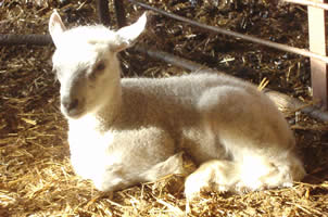 Many of the known sheep breeds are capable to breed only for about three months during the autumn