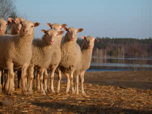 The wool quality traits are inherited rather well, except for the lustre and uniformity of the woo