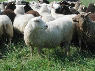 There are under 15 000 Finnsheep ewes left, of these only 5 500 are in pureline breeding in Finland
