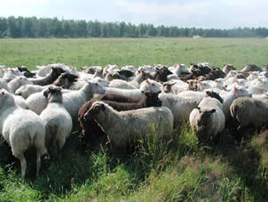 Finnsheep’s wool quality evaluation and breeding objectives are joint Nordic