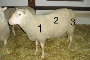 Places for taking the wool samples and grading of the wool: 1, 2 and 3