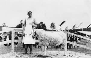 Sheep have been kept in the rural areas of Finland for centuries